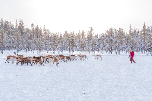 Reindeer herder herding reindeer on snow covered landscape under snowfall, Lapland, Sweden