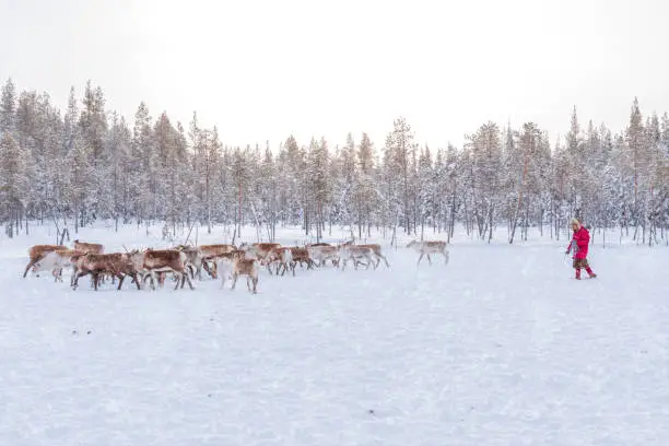 Photo of Reindeer and reindeer herder, Swedish Lapland, Sweden