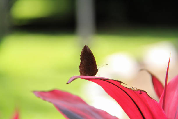 mariposa marrón posada en una hoja - duke of burgundy fotografías e imágenes de stock