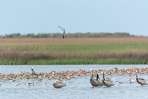 Birds at High Island nature preserve during spring migration