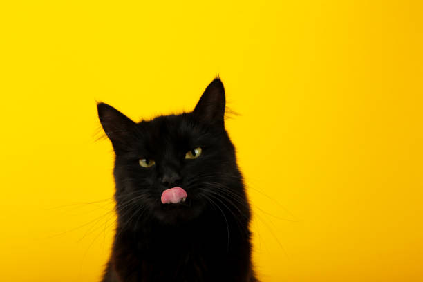 istock Black cat on yellow background with bright yellow eyes. Top view. 1745934153