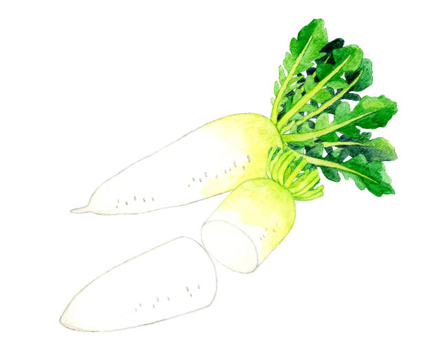 大根のセット。野菜の手描きの水彩イラスト。 - radish white background vegetable leaf点のイラスト素材／クリップアート素材／マンガ素材／アイコン素材