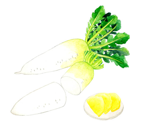 무와 takuan 무의 집합입니다. 손으로 그린 수채화 그림은 야채와 일본 요리에 그려져 있다. - radish white background vegetable leaf stock illustrations