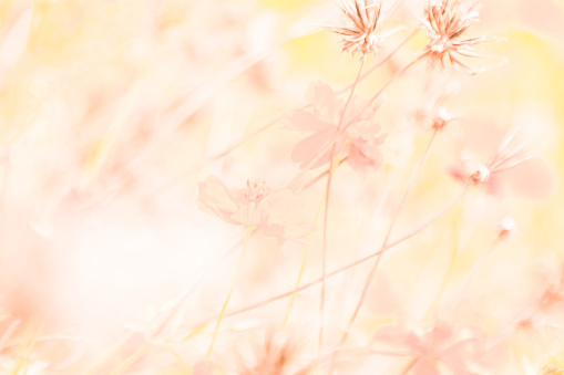 Flowers in the summer meadow at sunset Abstract nature background and blurred focus background