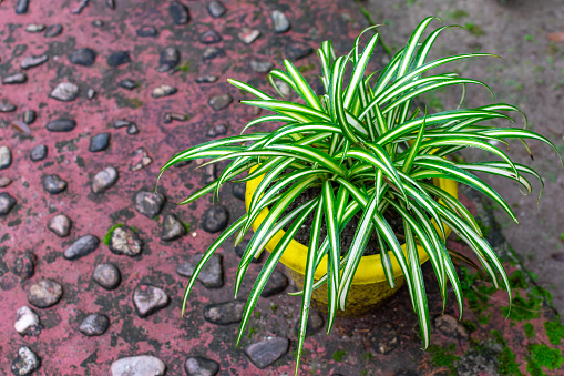 green and white flower of plant chlorophytum comosum aka spider plant, airplane plant, St Bernard lily, spider ivy or ribbon plant. Selective focus