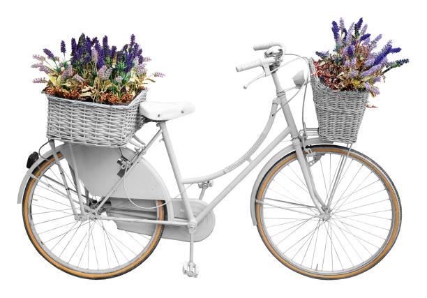 Old cute white painted bicycle with baskets and lavander flowers in springtime isolated on white background for easy selection
