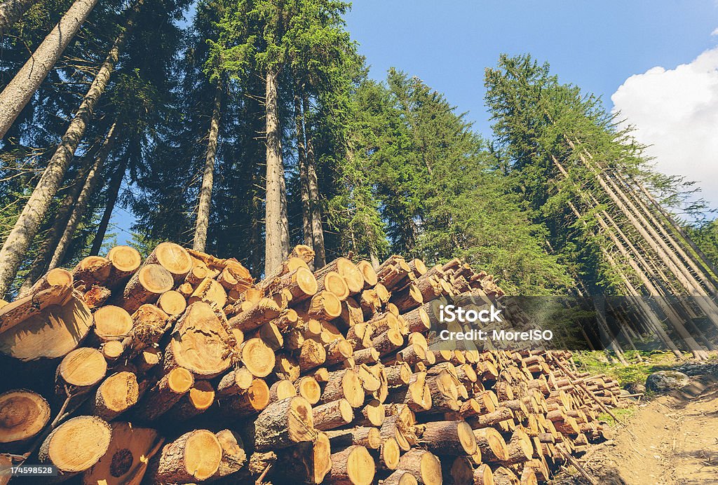 Timberland Lumber Mill in the forest. Timberland - Arizona Stock Photo
