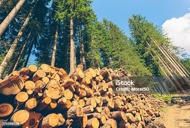 Timberland Stock Photo - Download Image Now - Timberland - Arizona, Pine Tree, Pine Wood - Material