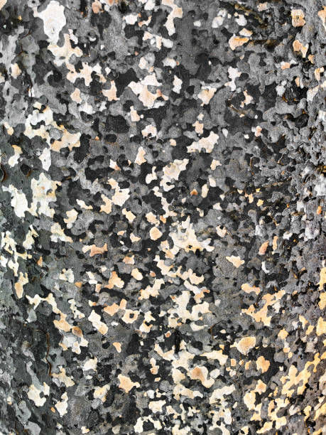 Highly detailed tree bark in a camouflage pattern used by the military, on a thick tree trunk. The random beautiful, natural organic pattern creates a textured background for use in graphic design.