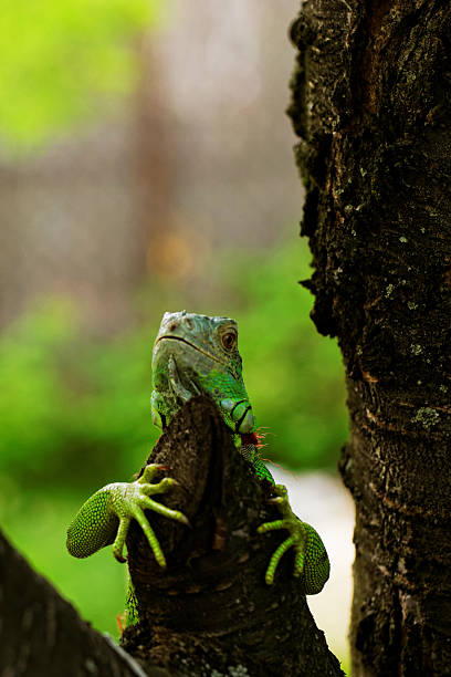 istock portrait about a green iguana 174599940