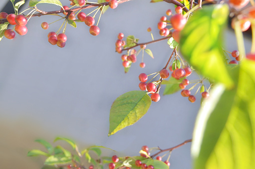 Cherries on Cherry Tree/with Copy Space