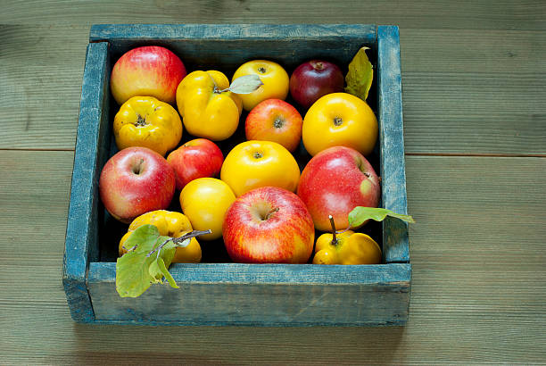 mele, quinces - spartan apple foto e immagini stock
