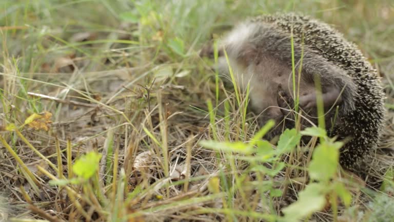 Cute small hedgehog (Scientific name: Erinaceus Europaeus) is sleeping in grass. Sleeping curled up in a ball hedgehog outdoors. Close-up.