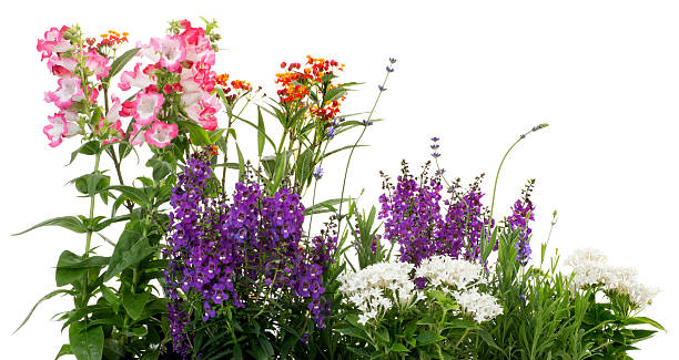 Beautiful Flowers Isolated on a White Background This is a photo of wild flowers photographed in the studio. The background is a pure white allowing for endless copy. angelonia photos stock pictures, royalty-free photos & images