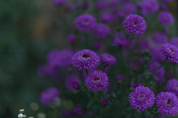 Many violet aster with blurred green background