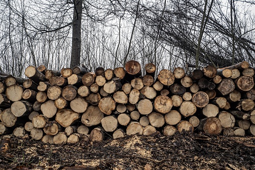Log pile of hardwood timber in a forest, frontal view