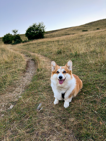 The sweet red corgi dog sits on the back road amidst bushes and hills. Dog dreamy looks straight and sticks his tongue out, close-up, vertical photo