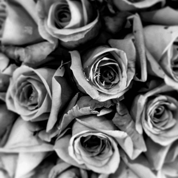 istock roses isolated on a black background. Greeting card with roses 1746028548