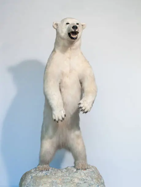 Photo of Studio Shoot of a vertical ice bear