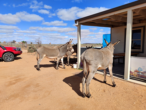 Donkeys outside a shop in Silverton, a small village at the far west of New South Wales, Australia. The town is often referred to as a ghost town, however, there remains a small permanent population and is a film set and popular tourist destination in the area.