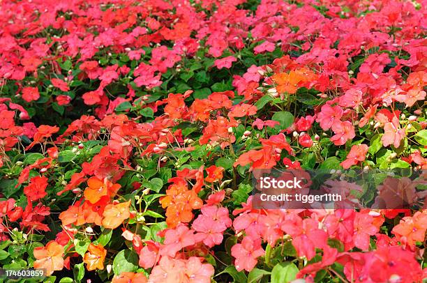 Fiore In Giardino - Fotografie stock e altre immagini di Agricoltura - Agricoltura, Ambientazione esterna, Capolino