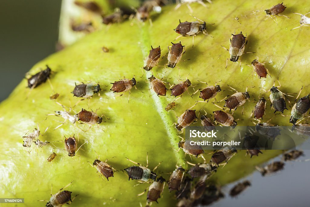 Aphids - 로열티 프리 곤충 스톡 사진