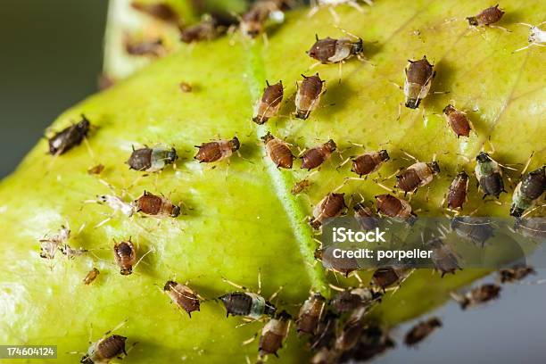 Aphids 곤충에 대한 스톡 사진 및 기타 이미지 - 곤충, 곤충 떼, 군체