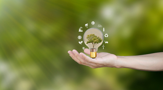 Renewable resource concept to save energy, male hand holding light bulb, coin, growing tree showing alternative energy icon, protect environment, energy and finance. investing in energy stocks