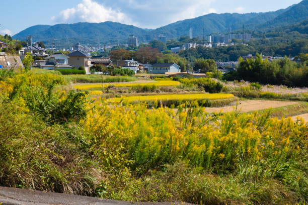 istock beautiful countryside scenery in Japan 1746050760