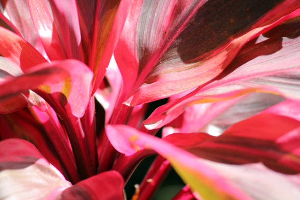 Close up abstract of a red cordyline tropical foliage plant Close up abstract of a red cordyline tropical foliage plant cordyline fruticosa stock pictures, royalty-free photos & images