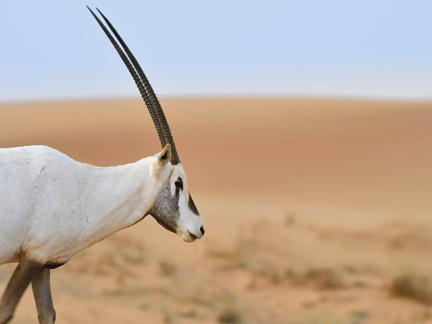 White Oryx In Dubai stock photo