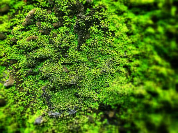 istock Green mos background, With Green Mos 1746064501