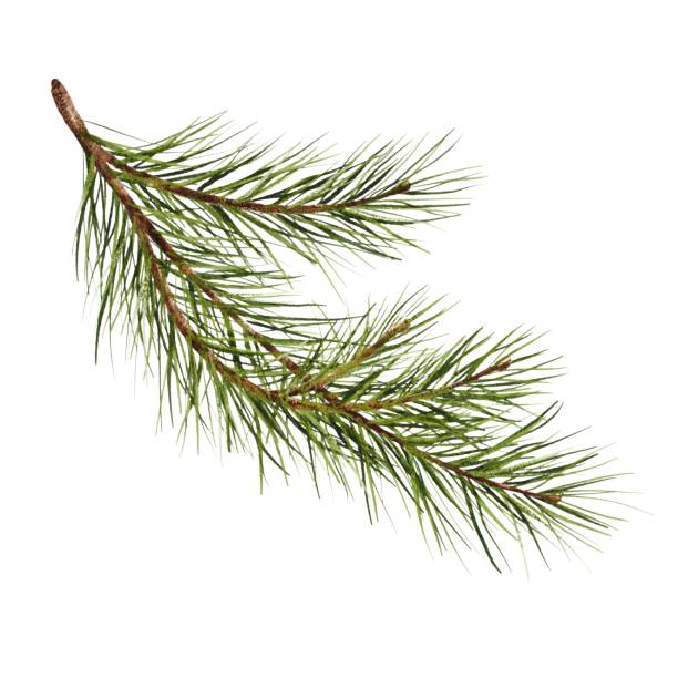 istock Pine branch watercolor isolated illustration. green natural forest christmas tree. needles branches greenery hand drawn. holiday decor with fir branch. holiday celebration decoration for 2024 new year 1746080131