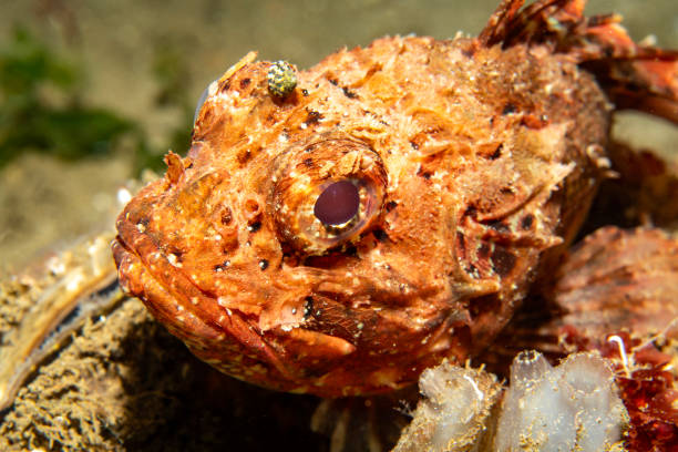 istock Stone fish in natural habitat 1746085711