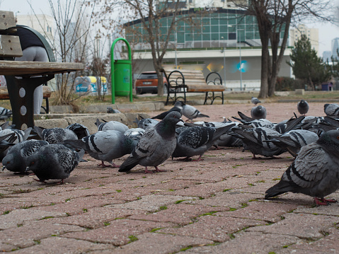 Flock of birds feeding in the park