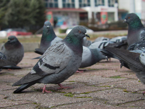 istock Flock of birds feeding in the park 1746086316