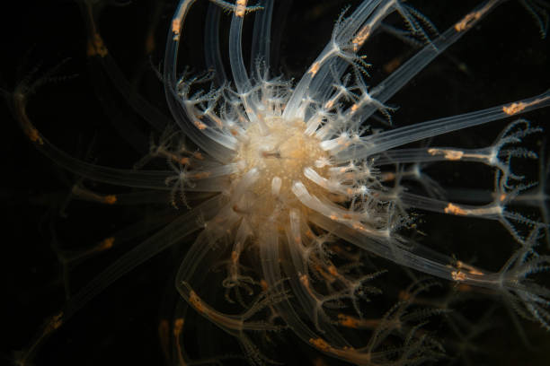 istock Seapencil (Veretillum cynomorium) in natural habitat 1746086352
