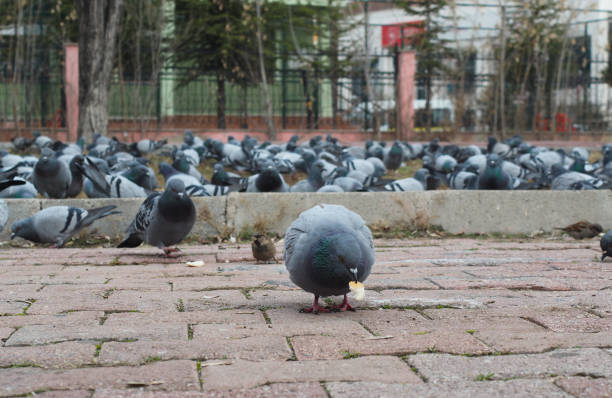 istock Flock of birds feeding in the park 1746086884