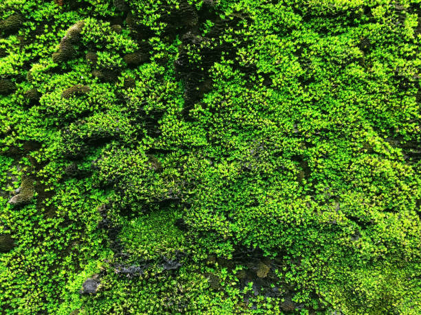 istock Green mos background, With Green Mos 1746089003