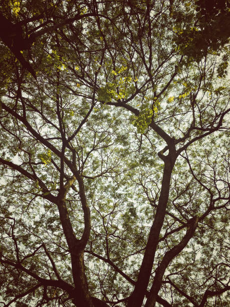istock Green branches in a wood 1746090336