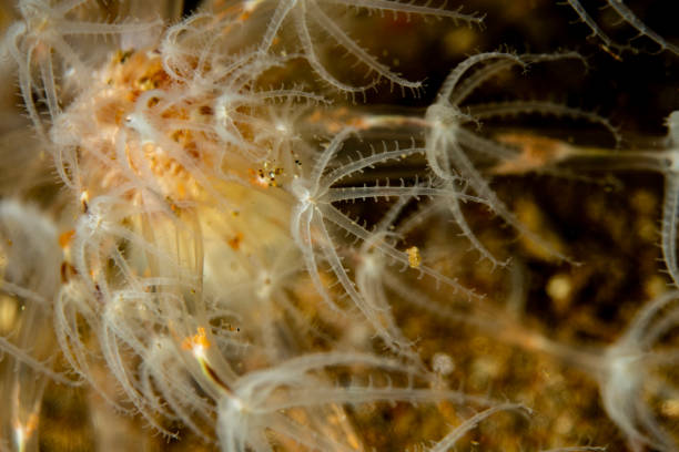 istock Seapencil (Veretillum cynomorium) in natural habitat 1746092095