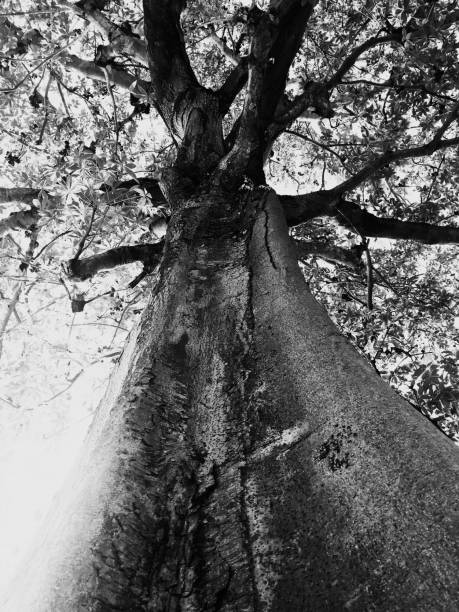 une image en noir et blanc d’un arbre noir - white black tree fog photos et images de collection