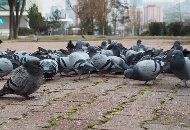 istock Flock of birds feeding in the park 1746101155