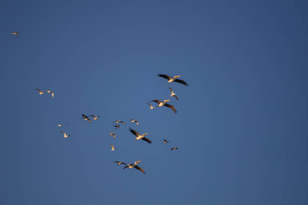 Pelicans and seagulls ara flying together on blue sky.Location : Istanbul - Turkey.