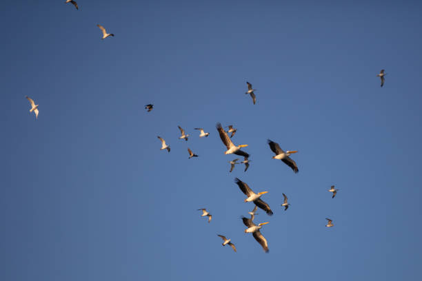 istock Pelicans and seagulls ara flying together. 1746107207