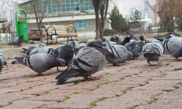 istock Flock of birds feeding in the park 1746107212