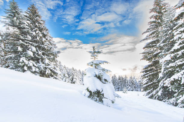 Lots of snow fallen in clearing in the forest