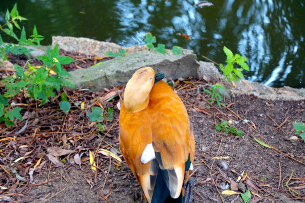On the shore sits a beautiful wild duck