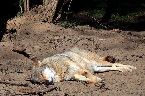 On the sand in the forest lies a wolf and basks in the sun. A predator sleeps
