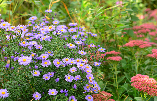 Bee-friendly garden in autumn with Aster amellus and Sedum.